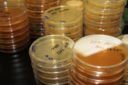 Preclinical oursourcing